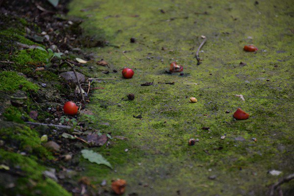 創(chuàng)新土壤污染管控模式，廣州為企業(yè)綠色發(fā)展“保駕護航” 